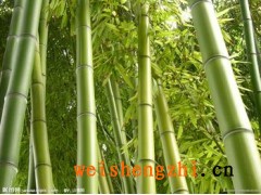 供應四川成都竹漿原紙/大軸紙/竹漿衛生紙成品批發代理;