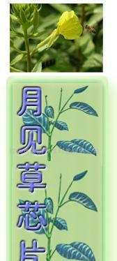 供應(yīng)月見草衛(wèi)生巾芯片