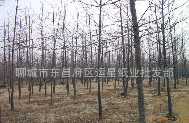 銀杏樹，白果樹，公孫樹，綠化苗木，優質銀杏苗圃基地