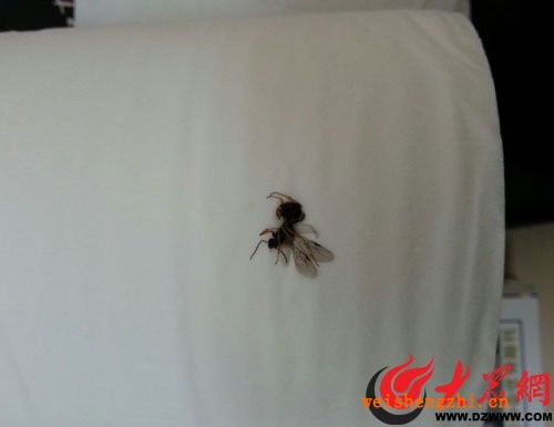 順清柔衛生紙里夾蒼蠅 消費者質疑廠家太敷衍