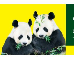 四川竹漿生活用紙廠家望風青蘋果紙業線上招商代理