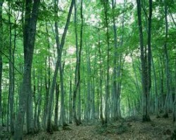 木漿價格未來或創新高