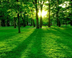 綠色發(fā)展成林產(chǎn)工業(yè)未來趨勢 助力森林