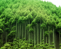 四川省提前完成年度營造林任務