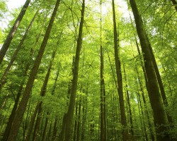 林業產品穩定，成本和高價格抵消