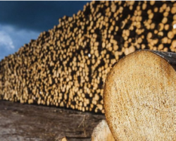 沙比利市場行情回落 北美原產地木材價格下滑