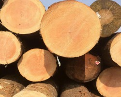 山東木材暴漲100元每立方