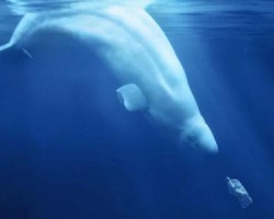 2020年上半年中國生活用紙進出口貿(mào)易市場發(fā)展現(xiàn)狀分析 出口量出口額雙雙增長