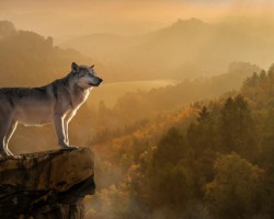 天風證券：生活用紙價格伴隨漿價提升 龍頭企業或持續受益