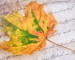 Libresse薇爾馳援河北，急送褲型衛(wèi)生巾貼心守護(hù)前線醫(yī)護(hù)女戰(zhàn)士