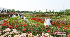 2018年9月15日草坪集體婚禮：第二十三屆“愛情海”草坪京城少見的婚禮場地